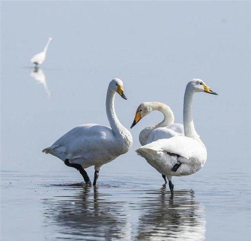 威海头条大天鹅,冬日里的美丽使者与生态守护者