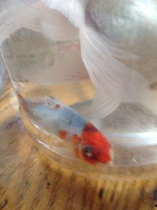 有小瓜虫病的鱼可以吃吗,可食用还是弃之？