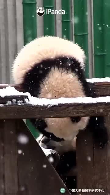 吃瓜小熊太空,吃瓜小熊的星际之旅