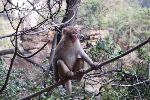 吃白瓜的猴子,白瓜诱惑下的猴王盛宴