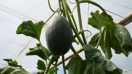 吃瓜吃到自家瓜棚了,自家瓜棚里的惊人发现