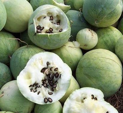 黑料吃黑瓜网,网络舆论场中的暗流涌动