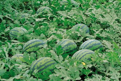 野菜羡羡吃瓜,揭秘网红美食背后的故事