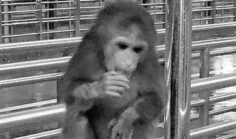 网红小猴子账号,揭秘网络红人的魅力与影响力