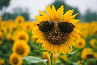 吃瓜向日葵,揭秘阳光背后的甜蜜秘密