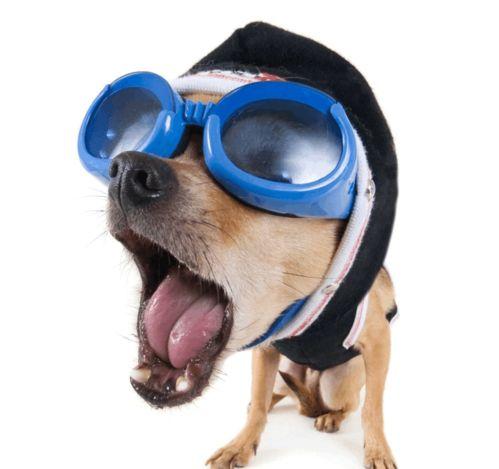 疫情吃瓜狗狗图片搞笑,狗狗吃瓜表情包笑翻网友