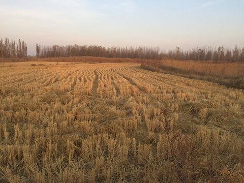 夕阳下的田园头条号