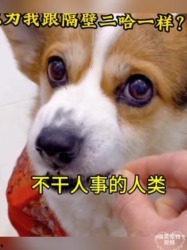 头条小视频搞笑动物,动物界的“喜剧之王”