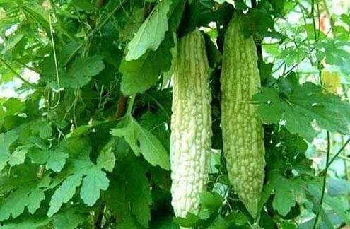 宜宾最新吃瓜视频,揭秘当地美食背后的故事