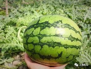 丽水今日吃瓜新闻视频最新,视频曝光引网友热议！