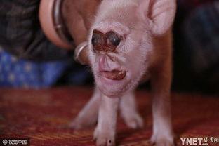 小猪崽崽爆料是真的吗视频,小猪崽崽爆料视频真实性揭秘